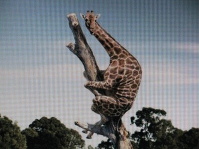 Жираф на дереве.jpg